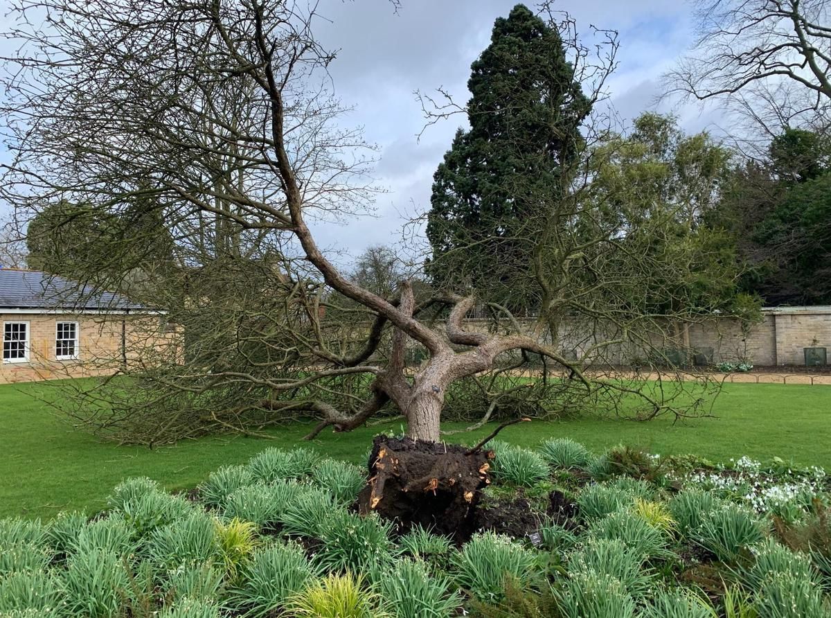 "درخت سیب نیوتن" در دانشگاه کمبریج واژگون شد + عکس